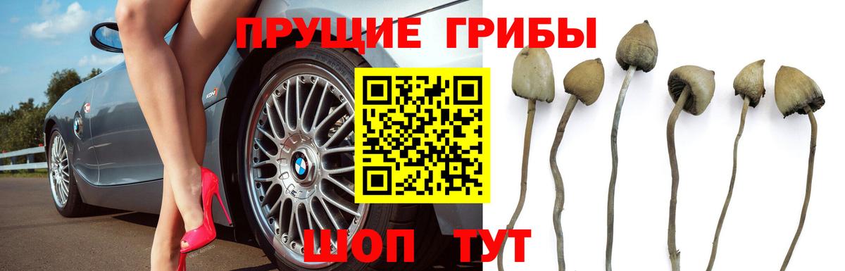 Псилоцибиновые грибы Psilocybine cubensis Семилуки